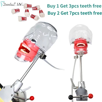 Simples Modelo De Cabeça Dental Simulador Fantasma Manequim Com Dentes Pelo Dentista Prática De Ensino Para O Estudo De Formação De Odontologia Equipamentos