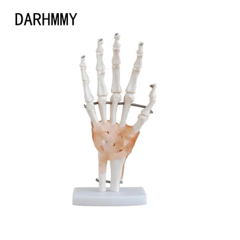 DARHMMY a Vida do Tamanho de Mão Comum Anatomia Modelo de Ciência Médica e de Recursos pedagógicos com Ligamentos