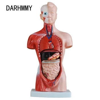 DARHMMY Torso Humano Modelo de Corpo 26CM Tronco 15 Peças de Anatomia Anatômica Modelo Médico de Órgãos Internos, Para o Ensino