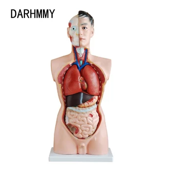 DARHMMY Torso Humano Modelo de Corpo 85CM Torso Masculino 19 Peças de Anatomia Anatômica Modelo Médico de Órgãos Internos, Para o Ensino